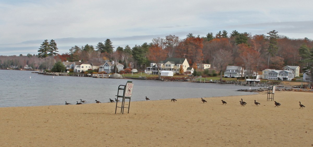 Get Your Ducks in a Row_LBRADY