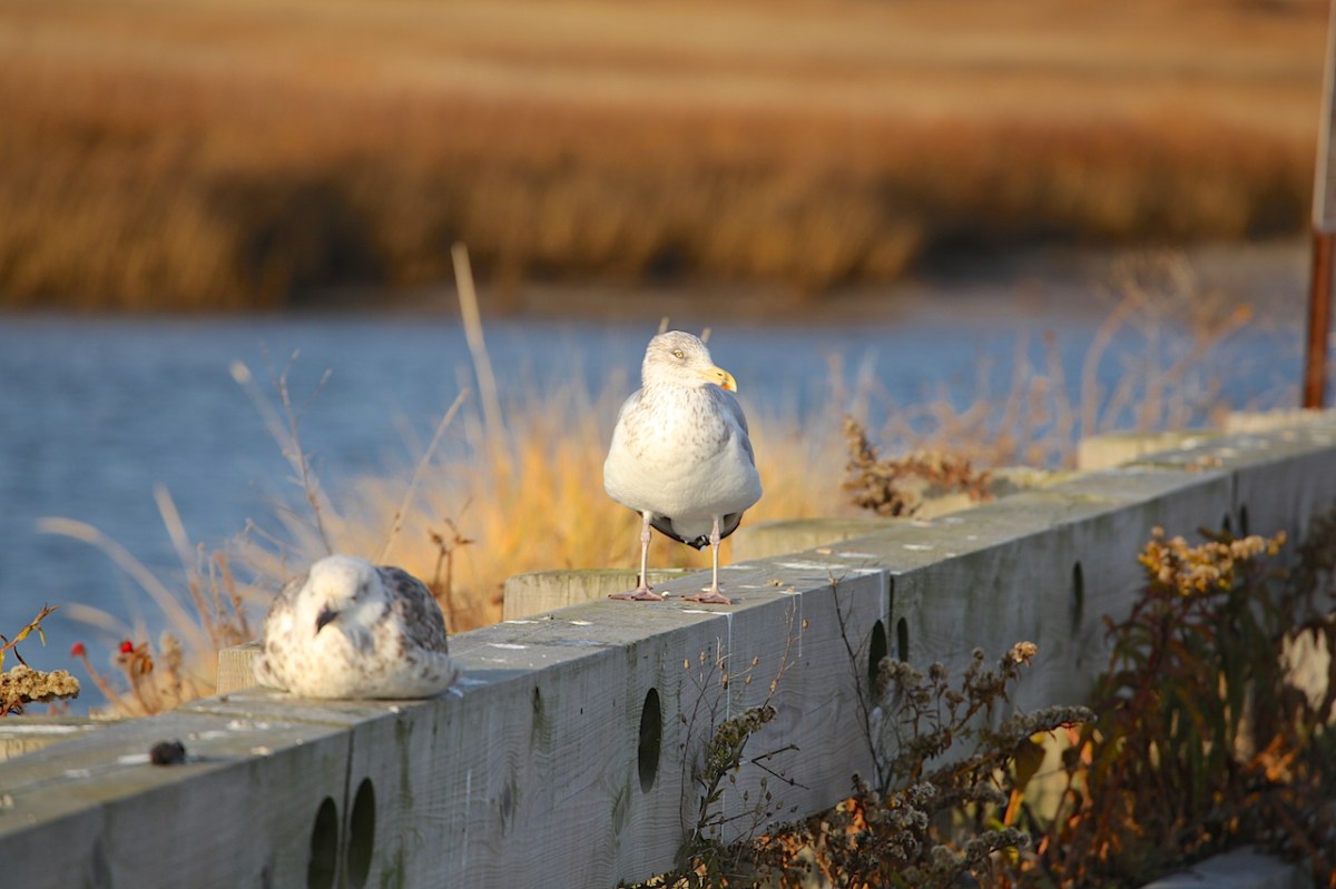 IMG_0109_realreality productions_2015_12_11