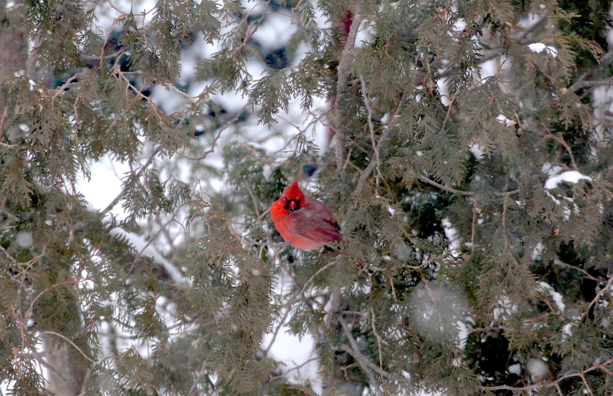 Cardinal_IMG_1405