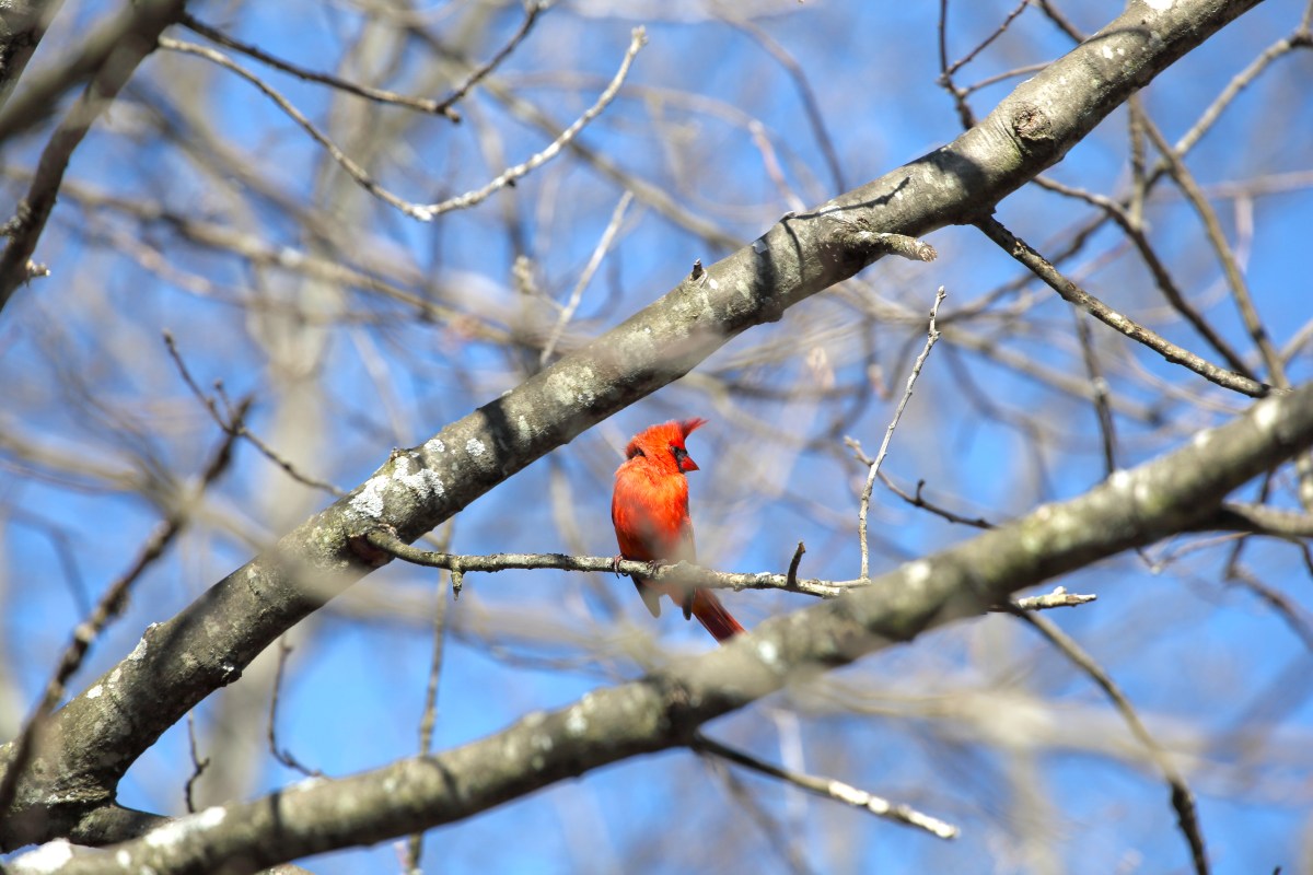 Cardinal_realreality productions_2016_03_29