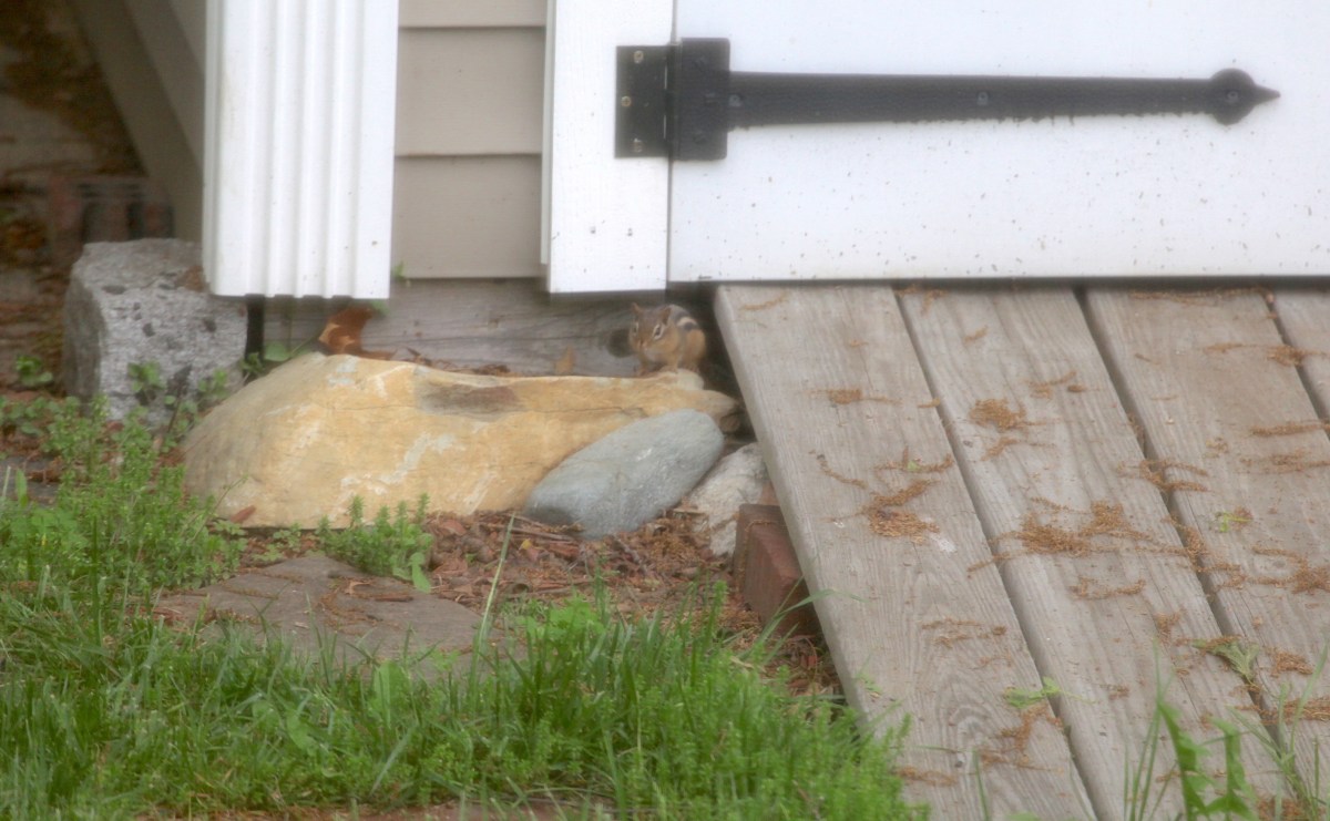 Chipmunk_realreality productions_2016_05_24