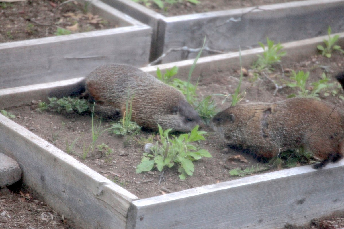 GroundHogs1_realreality productions_2016_05_01