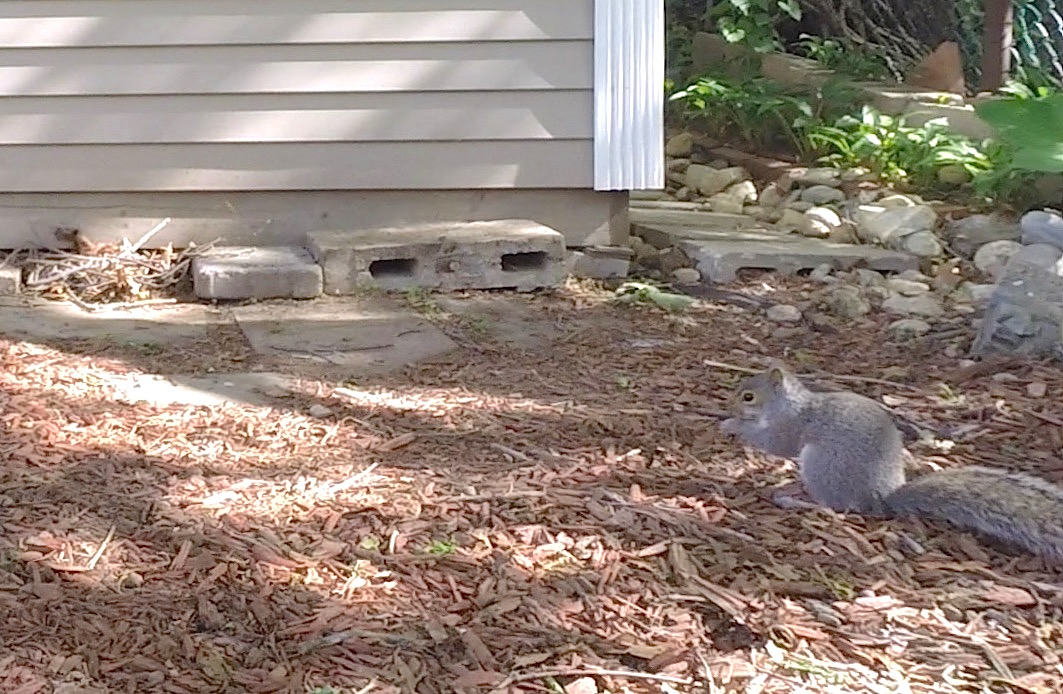 Squirrel2a crop